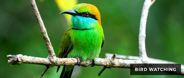 Bird Watching