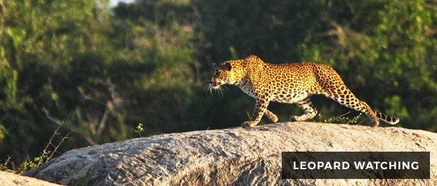 Leopard